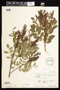 Amorpha fruticosa image