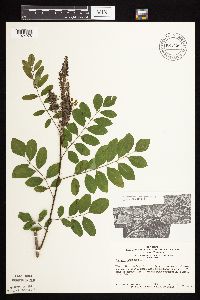 Amorpha fruticosa image