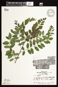 Amorpha fruticosa image