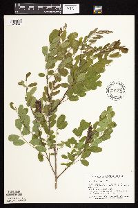 Amorpha fruticosa image