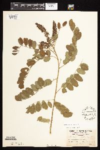 Amorpha fruticosa image