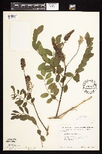 Amorpha fruticosa image