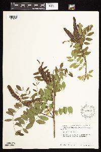 Amorpha fruticosa image