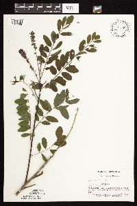 Amorpha fruticosa image