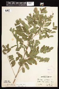 Amorpha fruticosa image