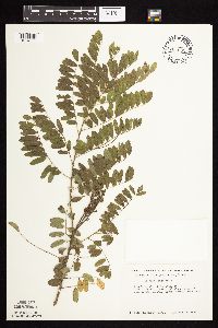 Amorpha fruticosa image