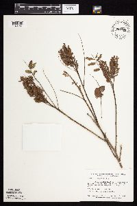 Amorpha fruticosa image