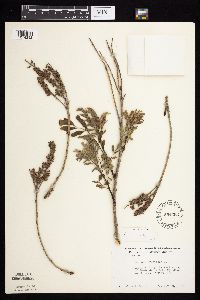 Amorpha fruticosa image