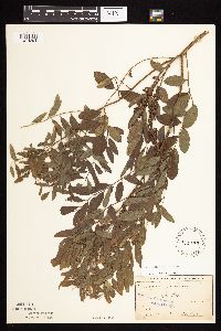 Amorpha fruticosa image