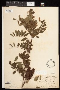 Amorpha fruticosa image