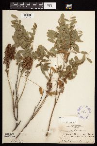 Amorpha fruticosa image