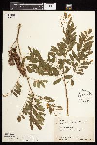 Amorpha fruticosa image