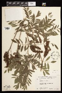 Amorpha fruticosa image