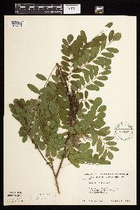 Amorpha fruticosa image