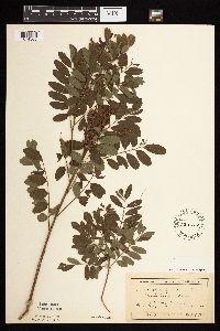 Amorpha fruticosa image