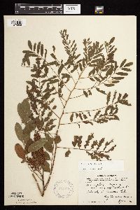 Amorpha fruticosa image