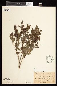 Amorpha fruticosa image