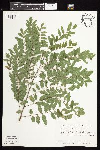 Amorpha fruticosa image