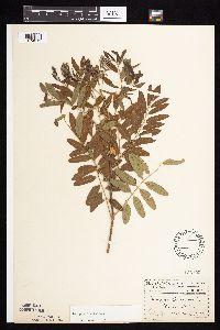 Amorpha fruticosa image