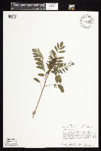 Amorpha fruticosa image