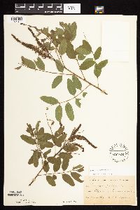 Amorpha fruticosa image