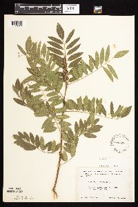 Amorpha fruticosa image