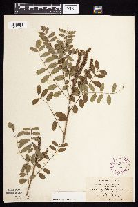 Amorpha fruticosa image