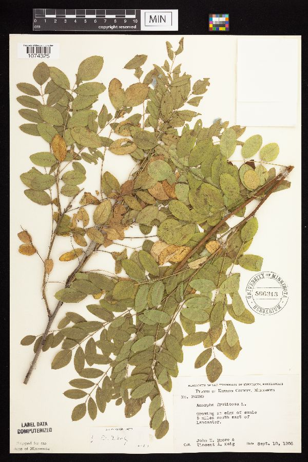 Amorpha fruticosa image