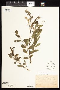 Amorpha fruticosa image