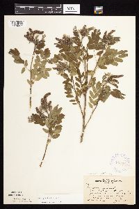 Amorpha fruticosa image