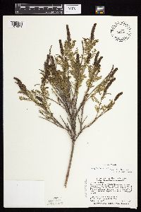 Media resource of Amorpha nana