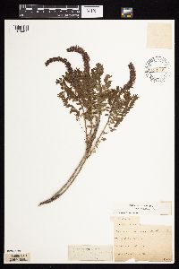 Image Associated With the Occurrence