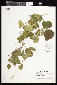 Amphicarpaea bracteata image