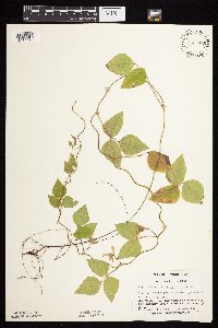 Amphicarpaea bracteata image