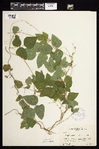 Amphicarpaea bracteata image