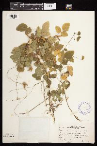 Amphicarpaea bracteata image