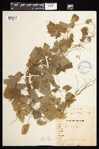 Amphicarpaea bracteata image