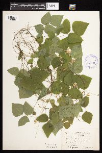 Amphicarpaea bracteata image