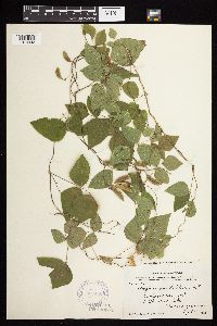Amphicarpaea bracteata image