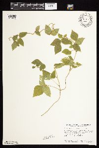 Amphicarpaea bracteata image