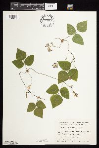 Amphicarpaea bracteata image