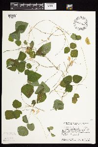 Amphicarpaea bracteata image