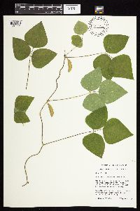 Amphicarpaea bracteata image