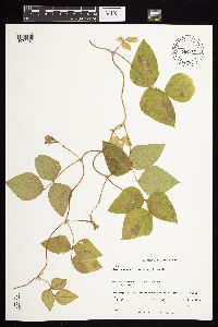 Amphicarpaea bracteata image