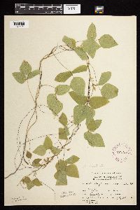 Amphicarpaea bracteata image