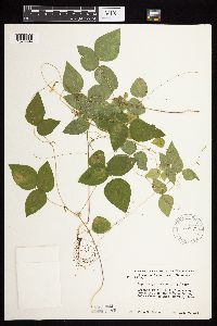 Amphicarpaea bracteata image