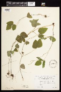 Amphicarpaea bracteata image