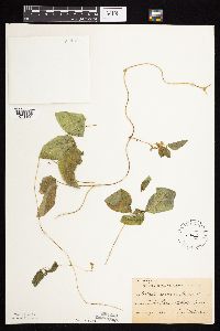 Amphicarpaea bracteata image