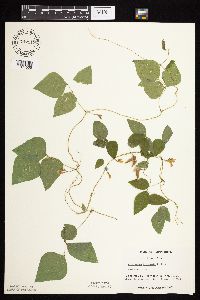 Amphicarpaea bracteata image