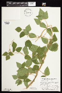 Amphicarpaea bracteata image